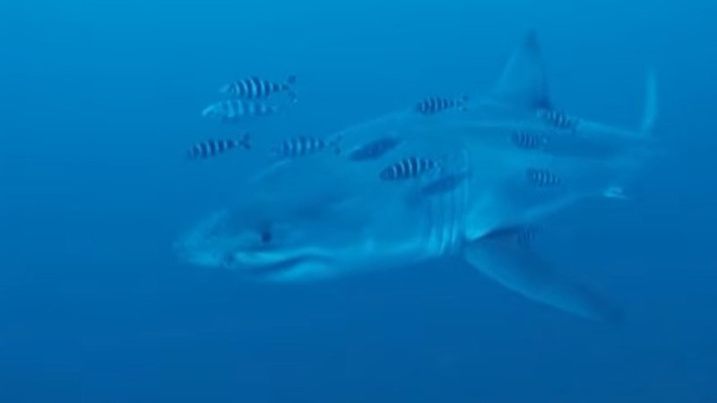 Divers capture ‘insane’ rare footage of great white shark in Mediterranean