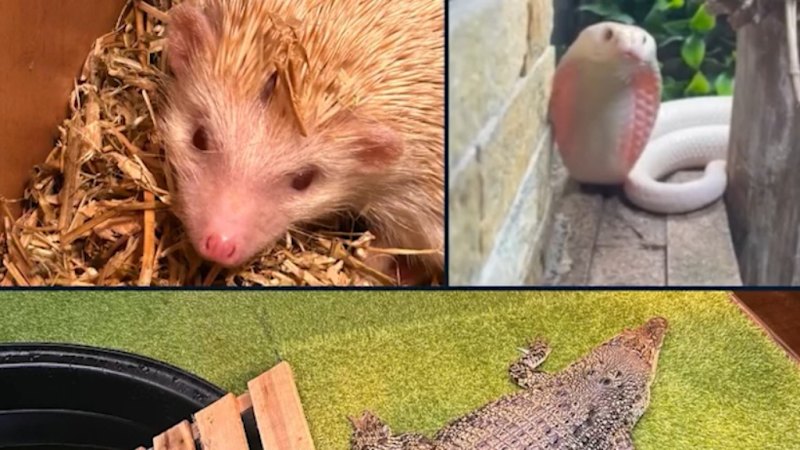 Man charged for allegedly growing cannabis and farming exotic and native animals