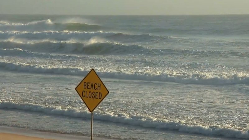 NSW government firm on shark mitigation strategies