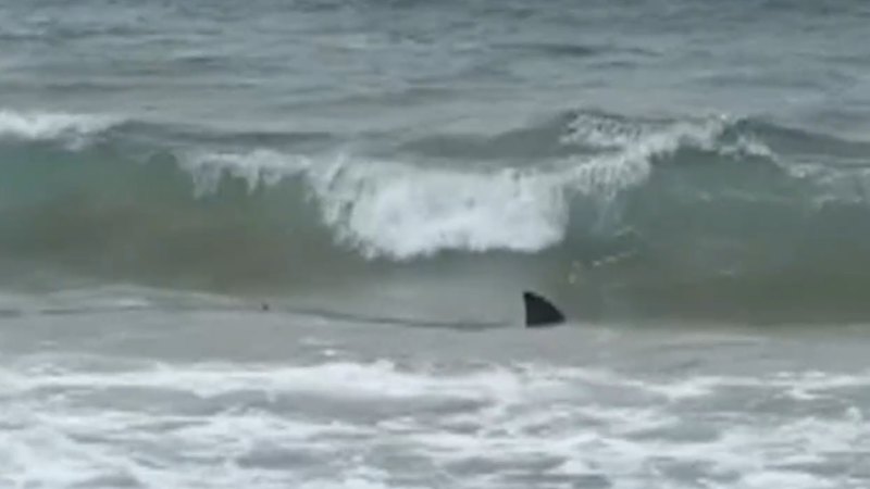Bull shark metres offshore shuts Sydney beach