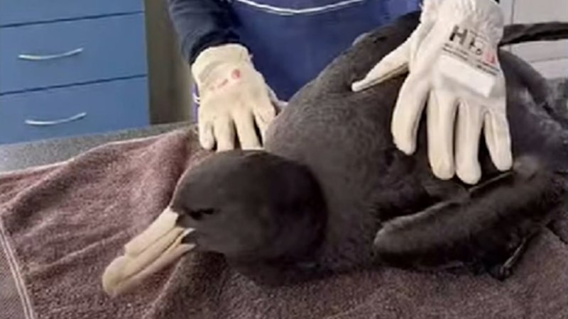 Deadly bird flu strain reaches NSW