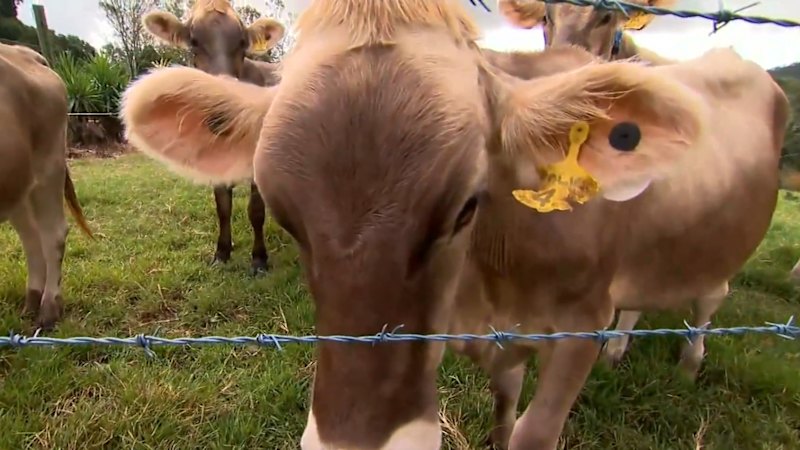 Dairy producers urge supermarkets to hike price of milk