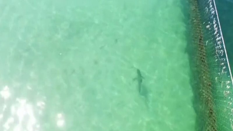 Shark spotted swimming inside netted ocean pool at popular Sydney beach