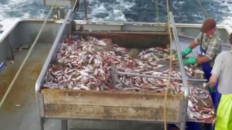 Rising fuel costs putting pressure on Australia's seafood industry