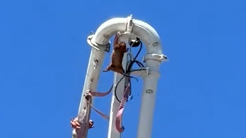 Possum seemingly killed on Brisbane worksite