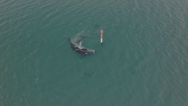 Fears for young whale lost in WA estuary