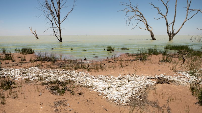 ‘Smells pretty bad’: 100,000 dead fish litter lakeshore near Menindee homes