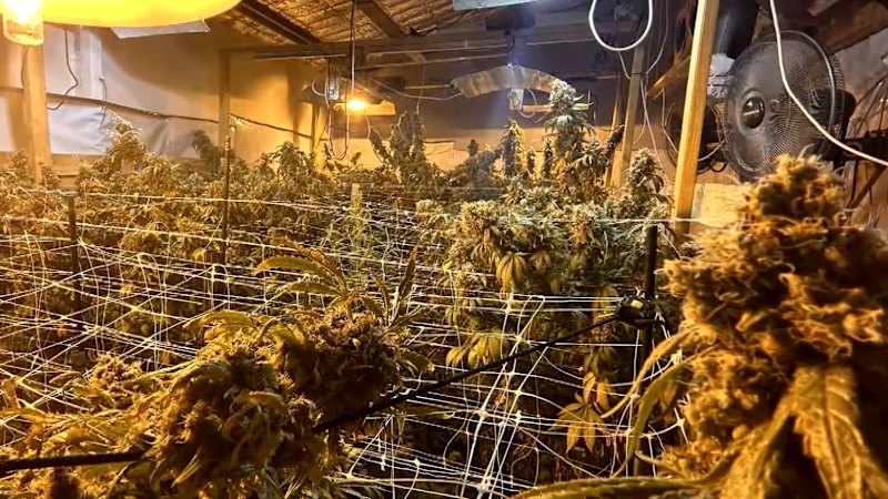 Man charged for growing cannabis and farming exotic reptiles