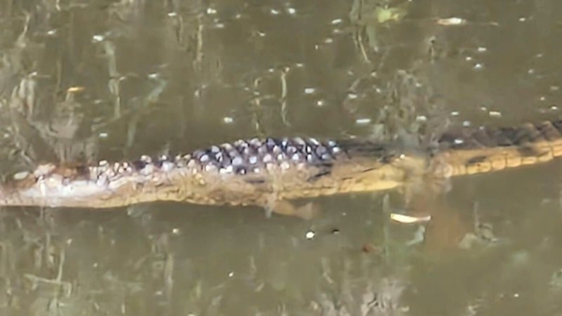 Croc captured in Newcastle NSW