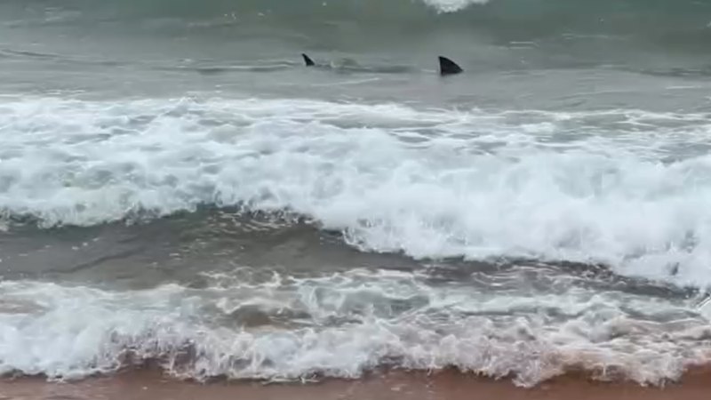 Dead dolphin attracts sharks