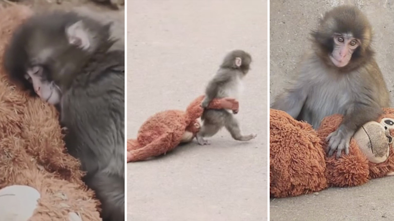 Japanese baby monkey 'Punch' melts hearts online