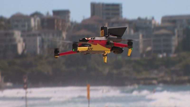 Shark mitigation focus turns to Sydney Harbour