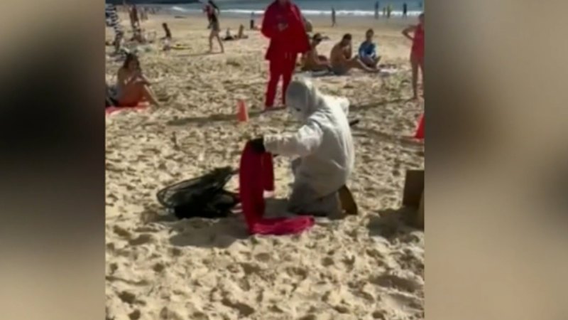 Concern bird flu may have reached Queensland