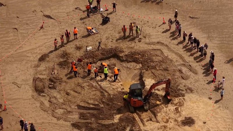 Researchers analyse 20-million-year-old whale fossil found on Victorian beach