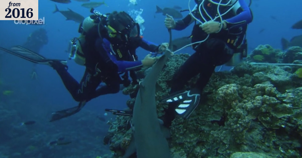 Researchers perform 'underwater rodeo' to track shark energy