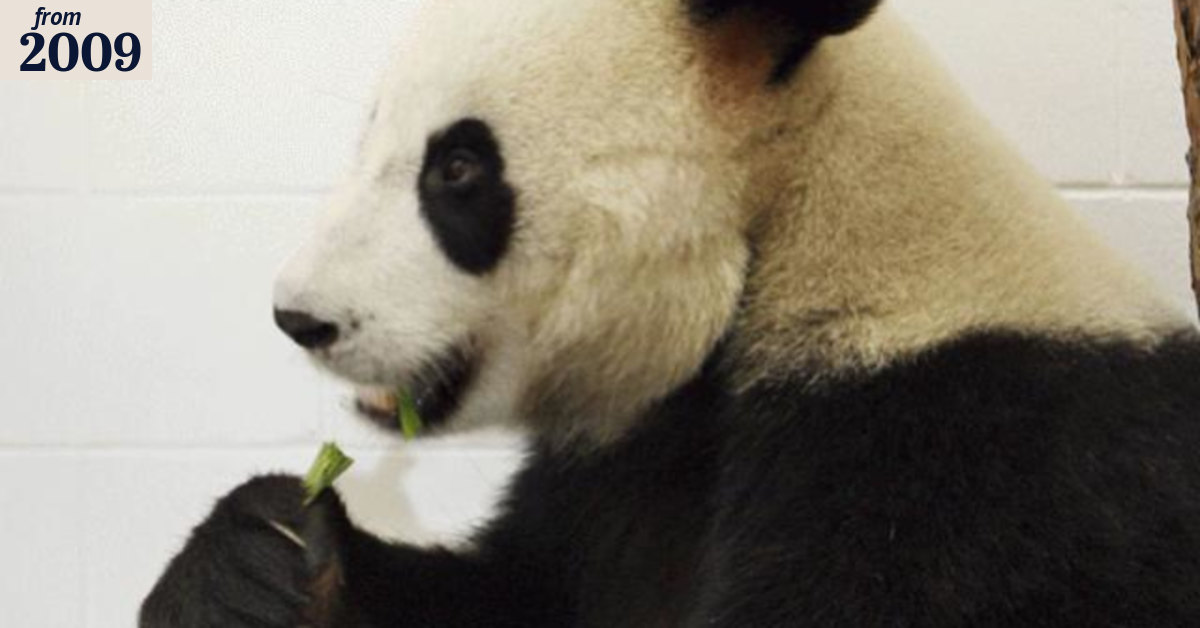 Panda fever hits Adelaide