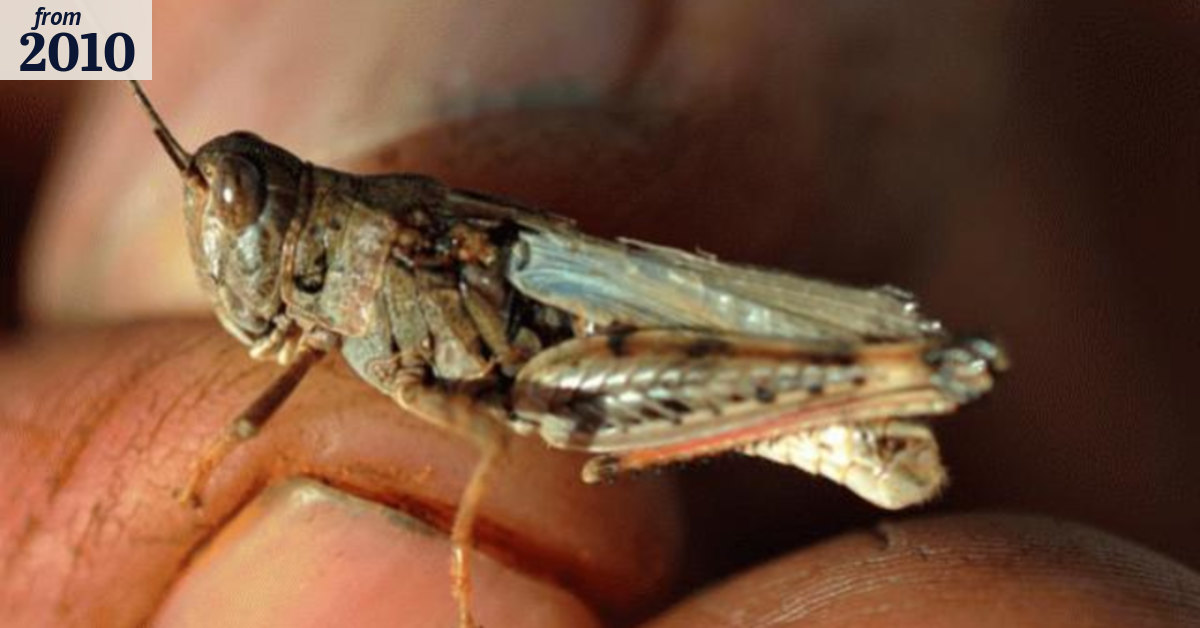 Victoria prepares for locust plague
