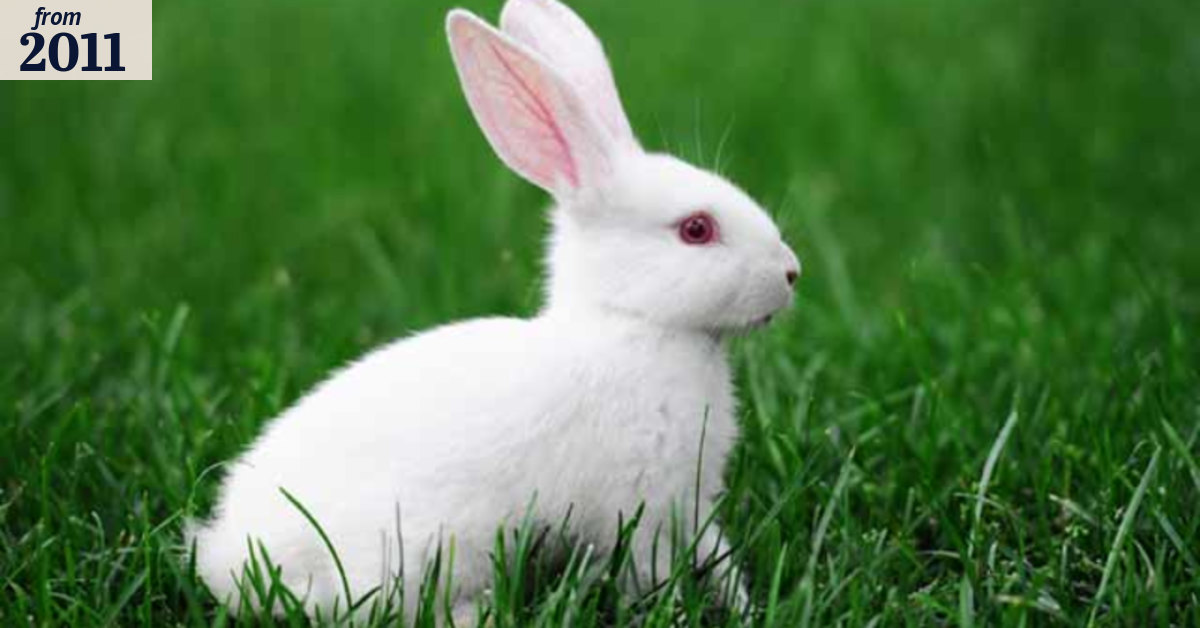 Rabbit leaves contestants in a stew