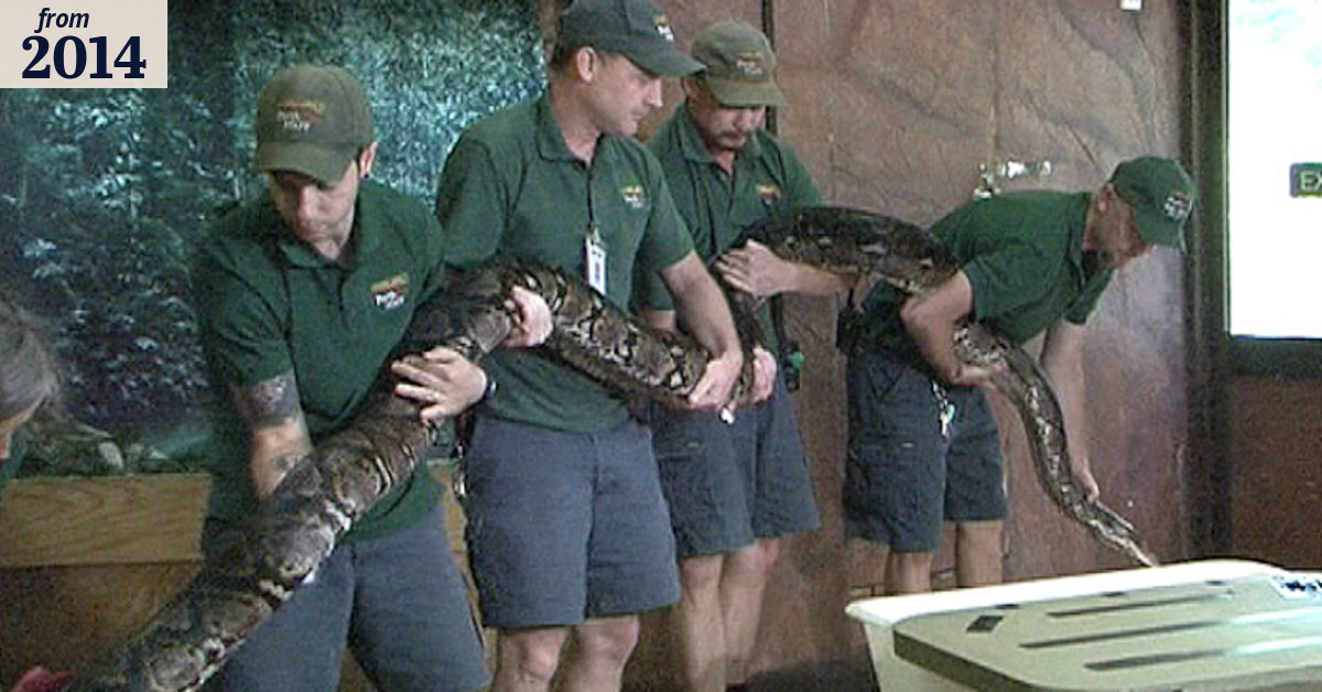 Perth Zoo's 60kg python Cuddles gets an injection