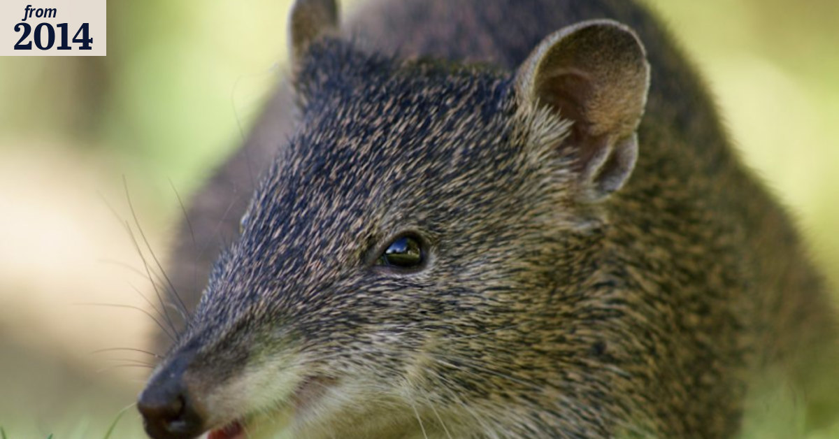 'Catastrophic' decline in numbers of small native animals