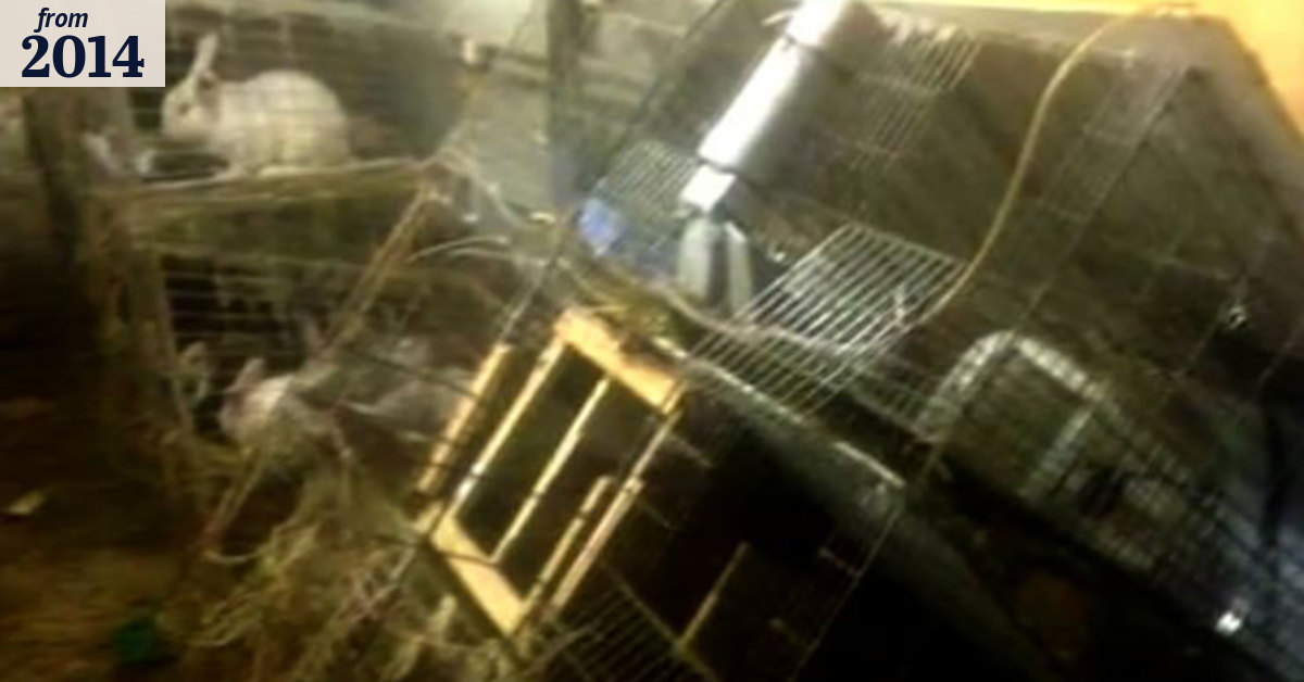 Rabbits killed in mystery attack