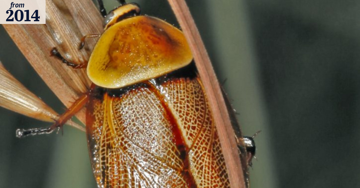 Scientist debunks many of the myths about cockroaches in new book