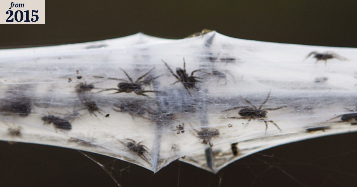 Raining spiders in Goulburn? Entirely possible, scientist says