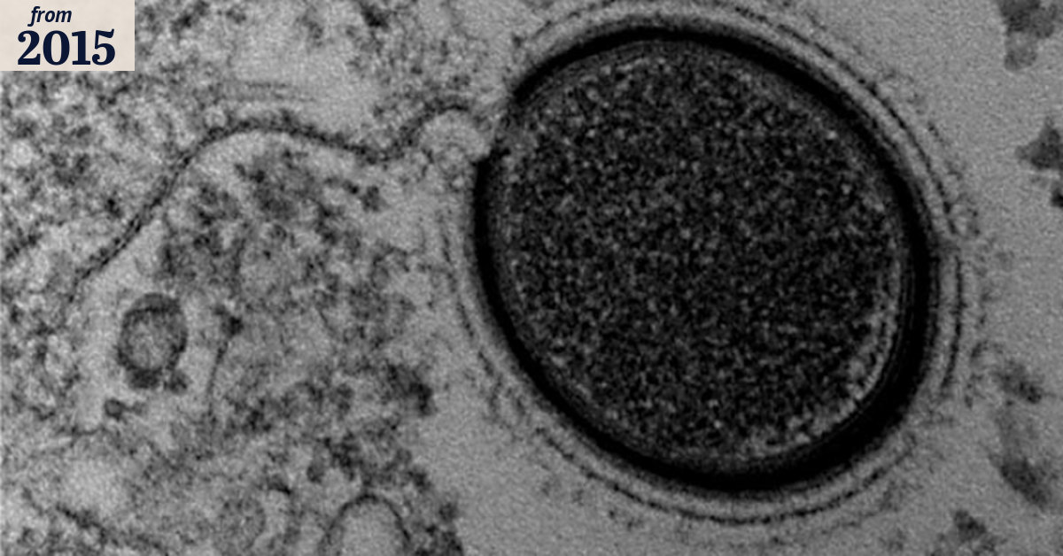 Scientists discover giant, ancient virus