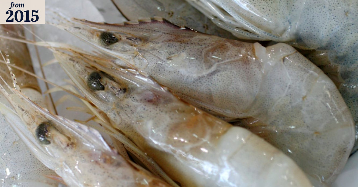 Foreign prawns linked with human trafficking and environmental havoc ...