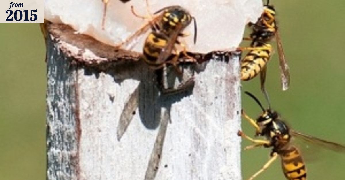 European wasps conquer Perth as 'wasp whisperer' spots more in WA’s south