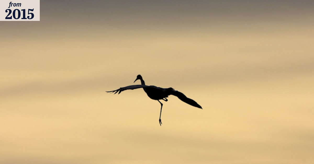 Racist bird names prompt Sweden to act