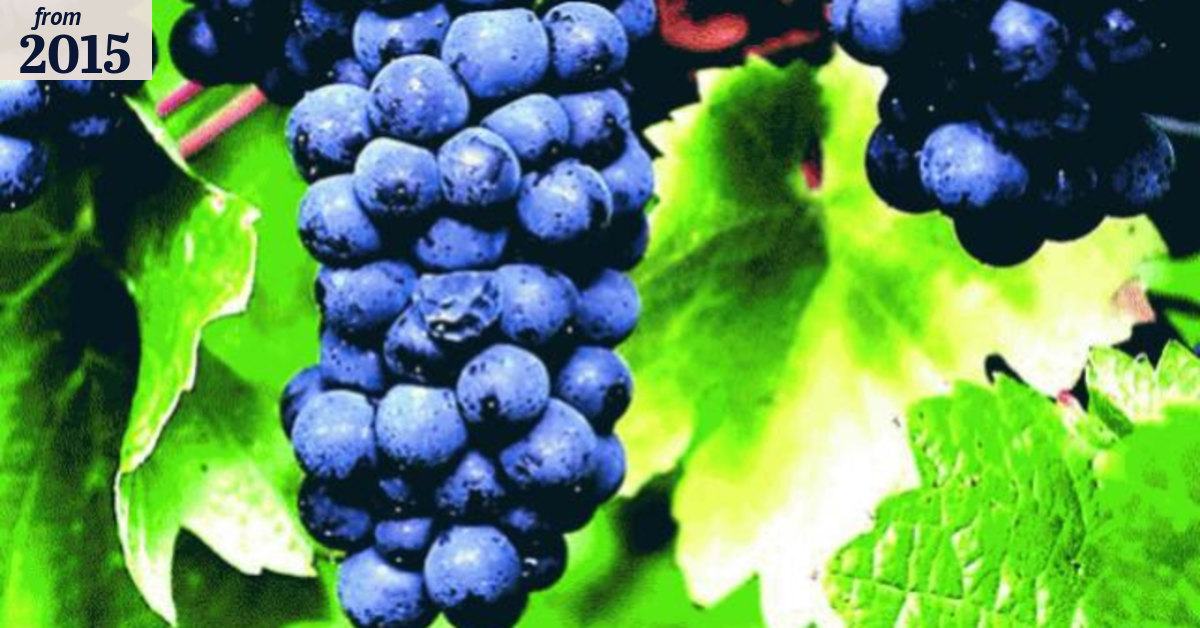 The secret language of grapes