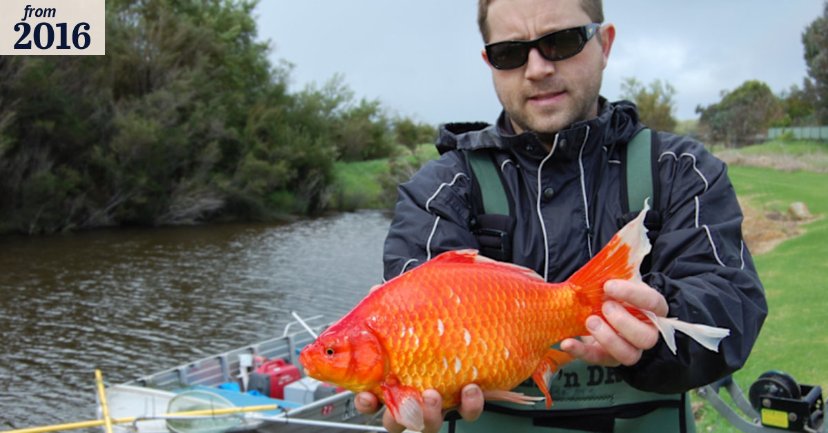 Now that's a fish! Murdoch University find football-sized goldfish in ...