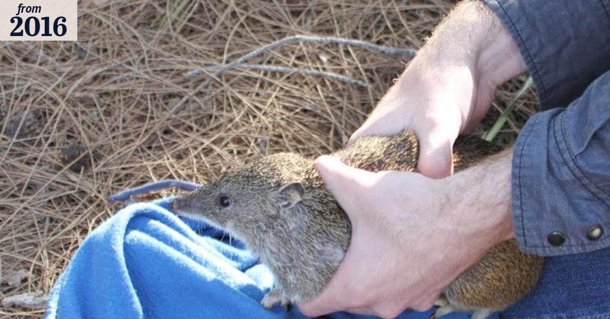 City of Stirling bushland cameras show Perth native animals' fight for ...