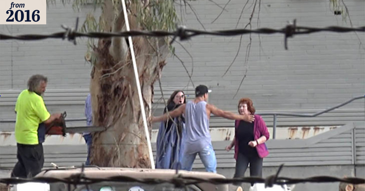 Illegal tree-felling confrontation
