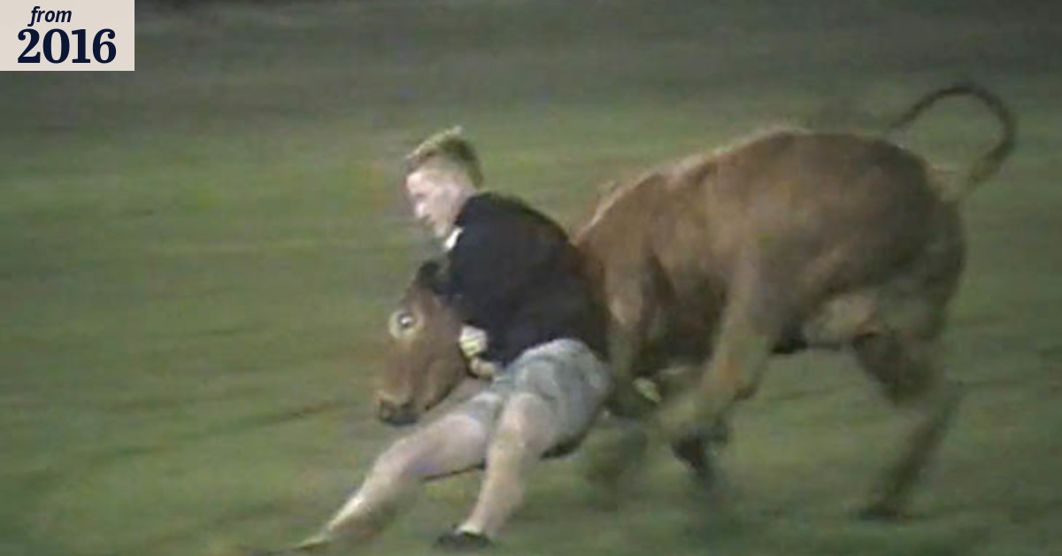 Calf scruffing at Beaudesert Show