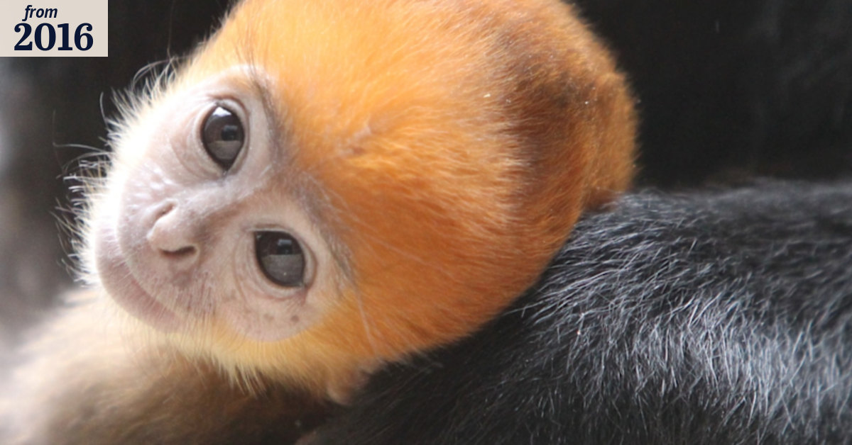 Taronga Zoo turns 100