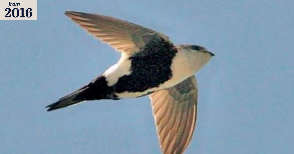 How a common swift can stay aloft for 10 months