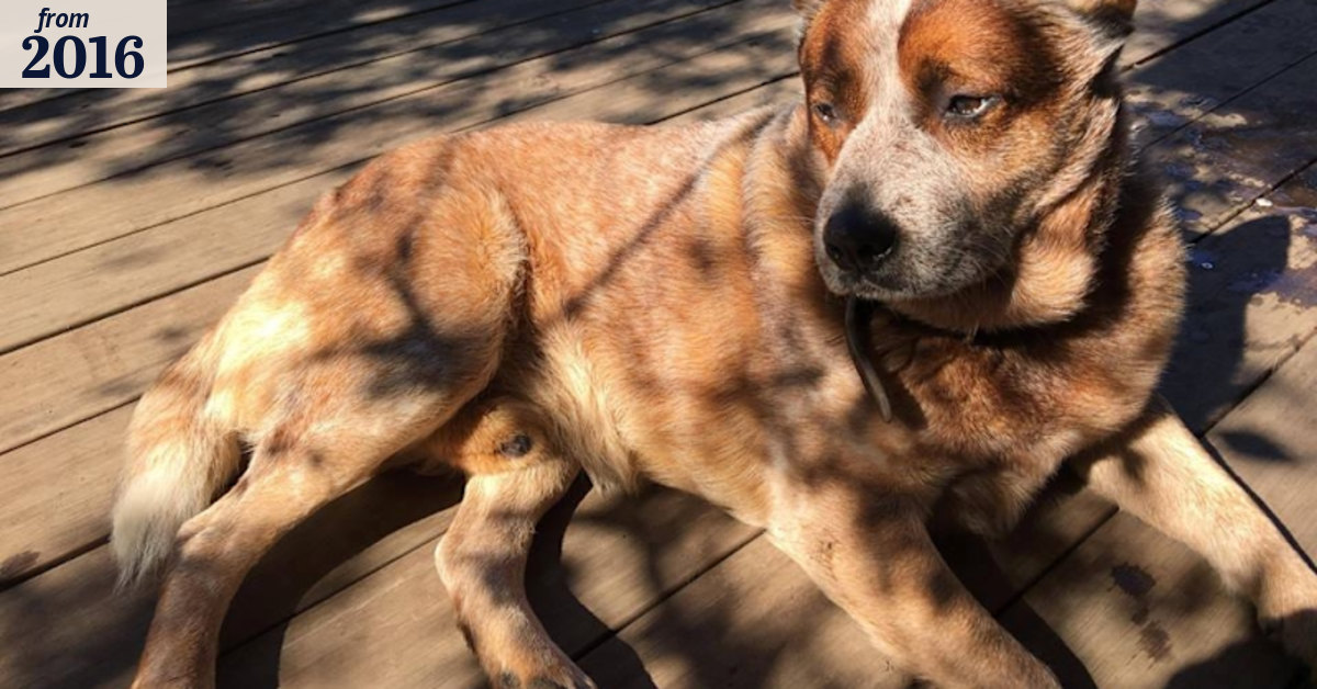'Squalid conditions': another 20 dogs seized from troubled breeder