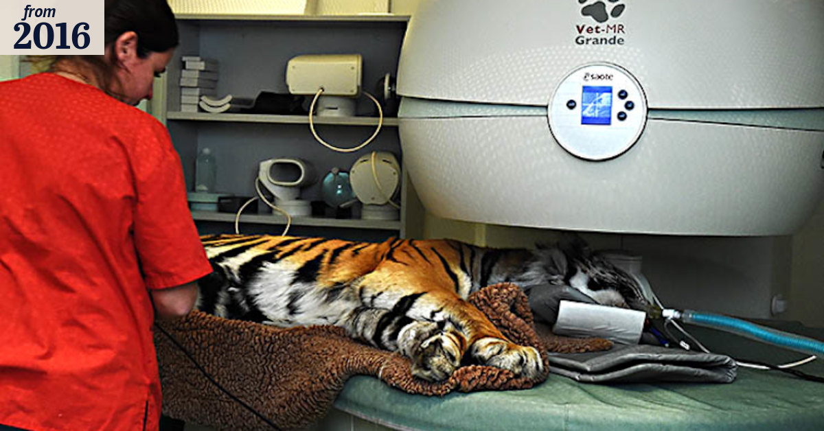 Bengal tiger undergoes a CAT scan