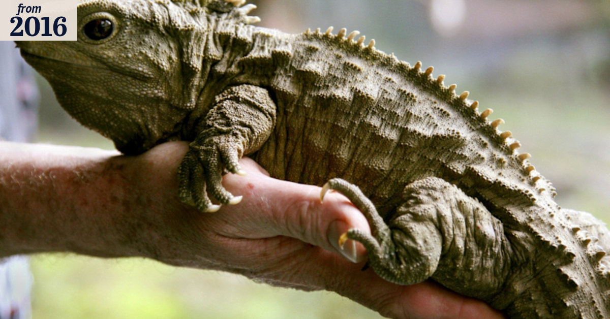 First tuatara reptile hatched outside New Zealand in decades