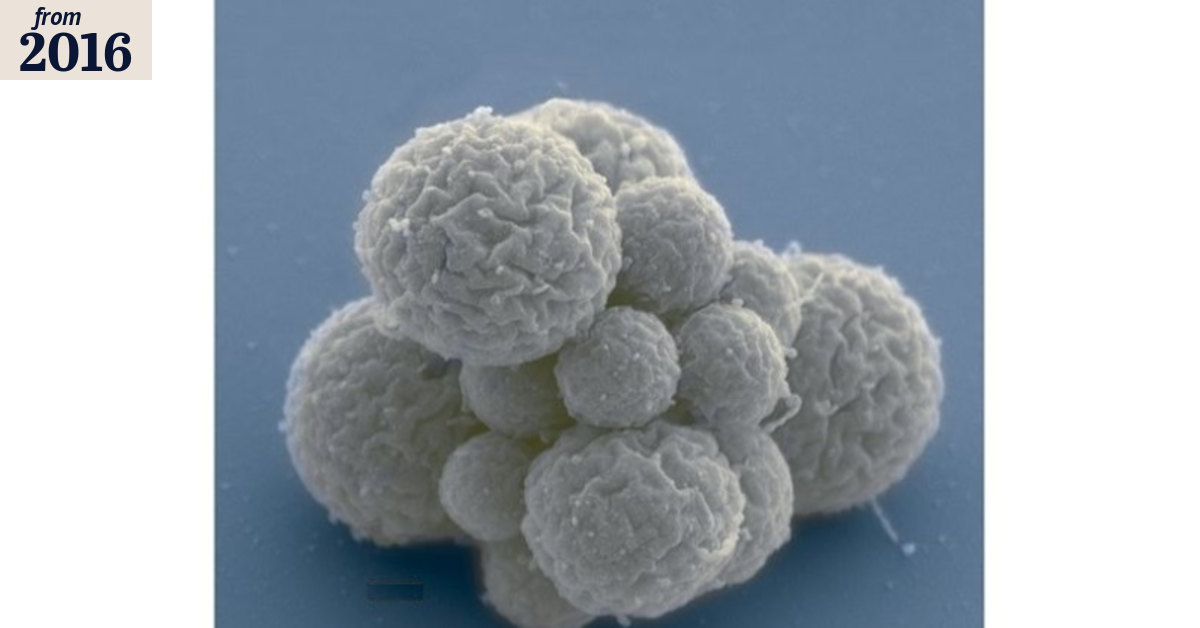 Scientists create simplest ever microbe that could hold clues to life