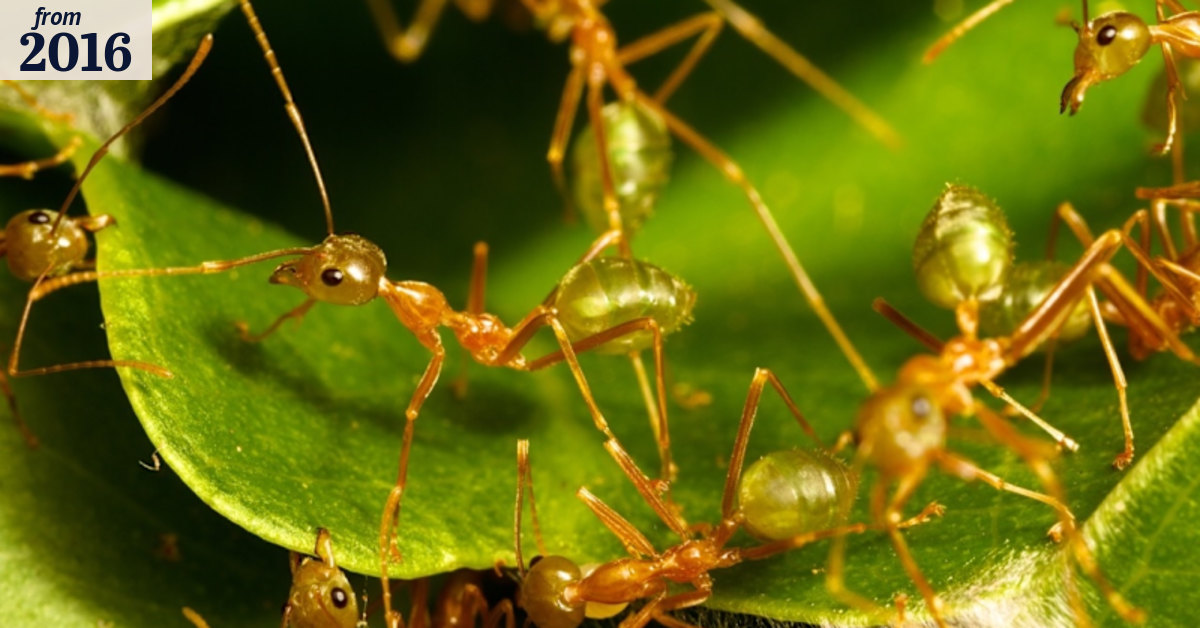 Insects smarter than we thought, Macquarie University academics say