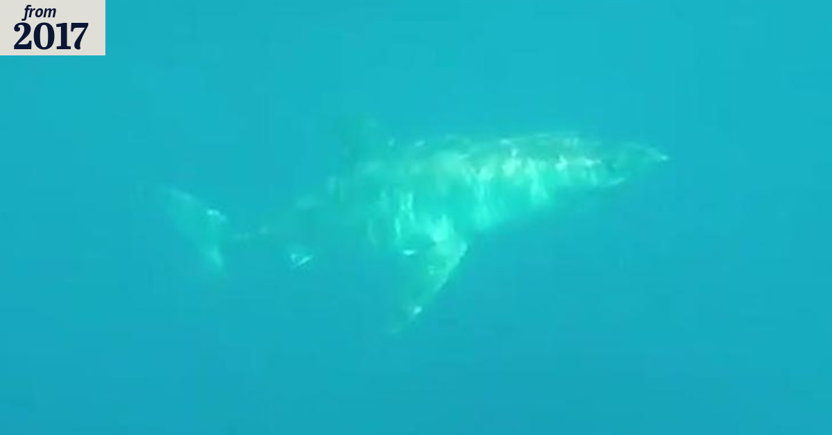 Shark sighted in Moore River