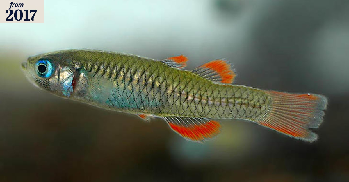 Saving a rare desert fish