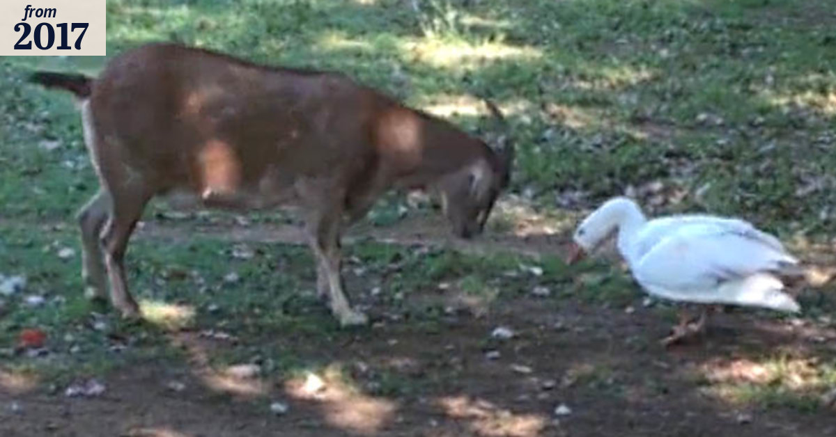 Goose takes on goat