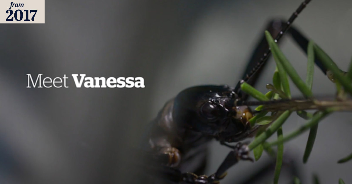Meet Vanessa, the world's rarest insect