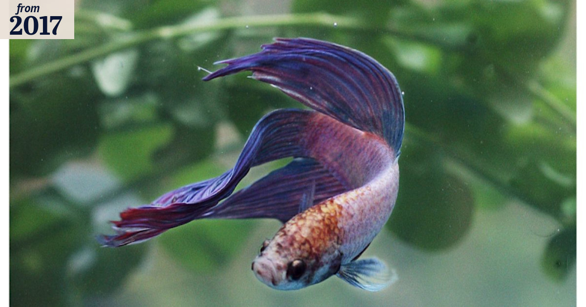 Fish depression is no laughing matter