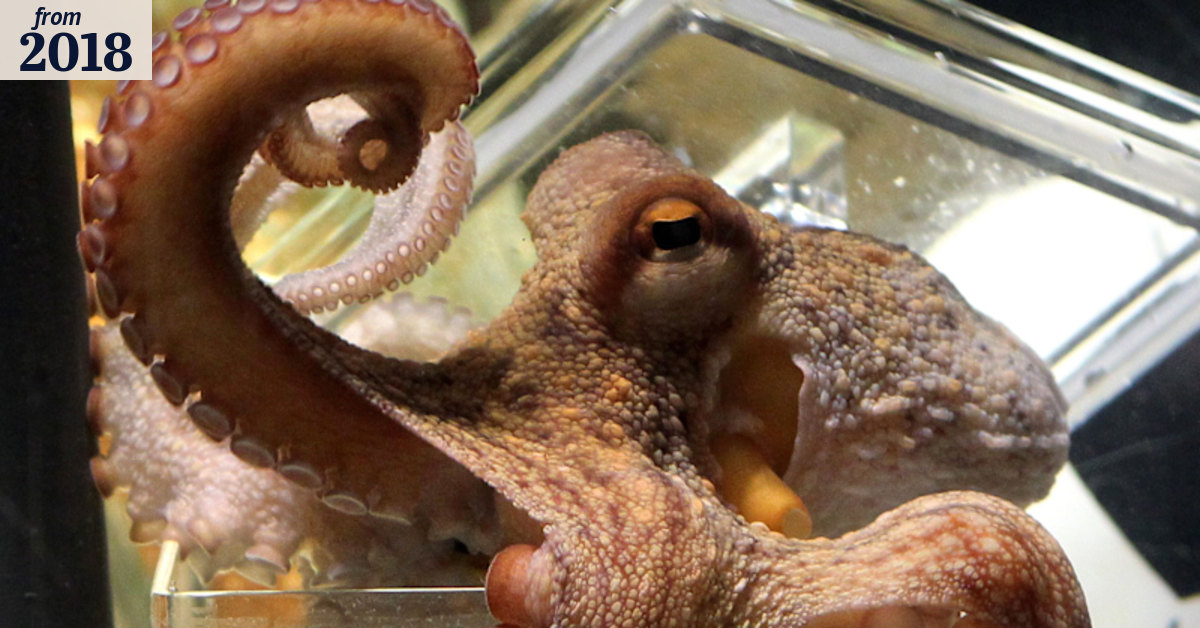 FIFA World Cup: Japan's psychic octopus becomes sashimi