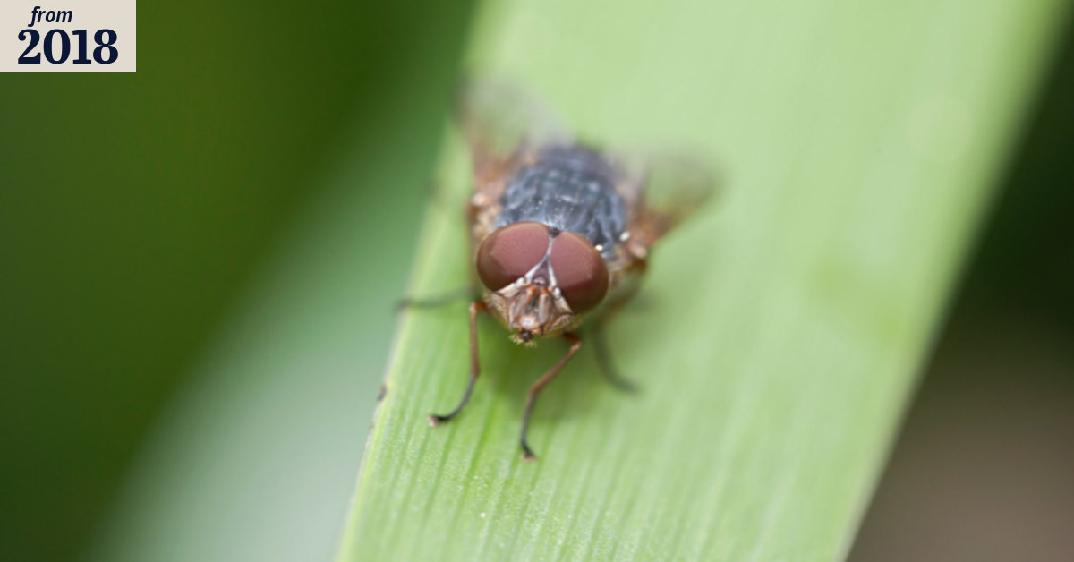 Buddhism helps me to cope with a house full of insects